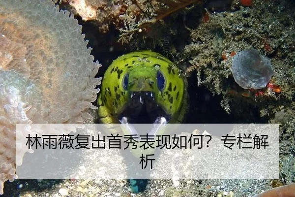林雨薇复出首秀表现如何？专栏解析
